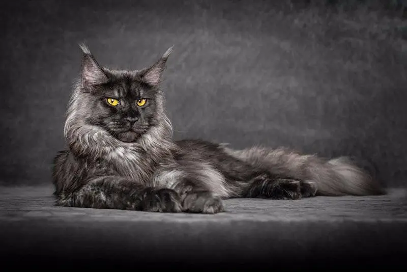 Kucing Maine Coon