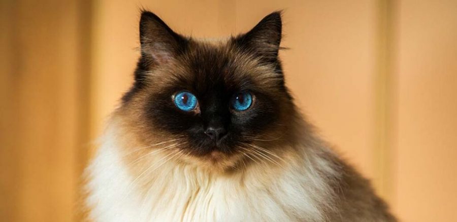 Kucing Ragdoll