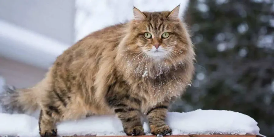 Kucing Siberia