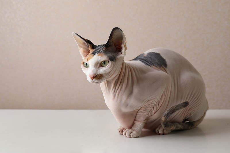 Kucing Sphynx