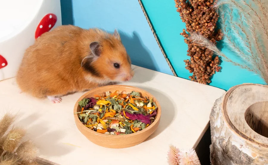 Makanan Alami Hamster