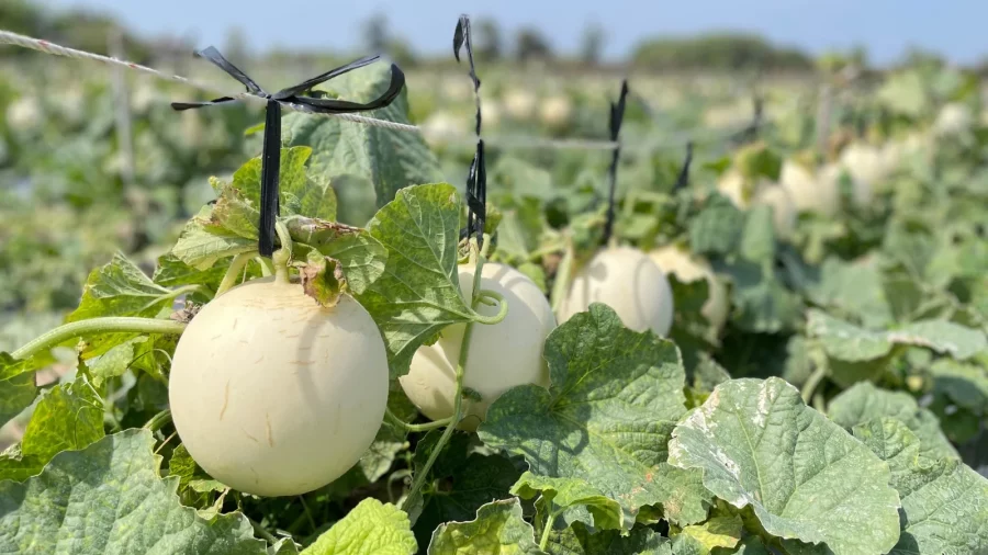 Melon Honeydew