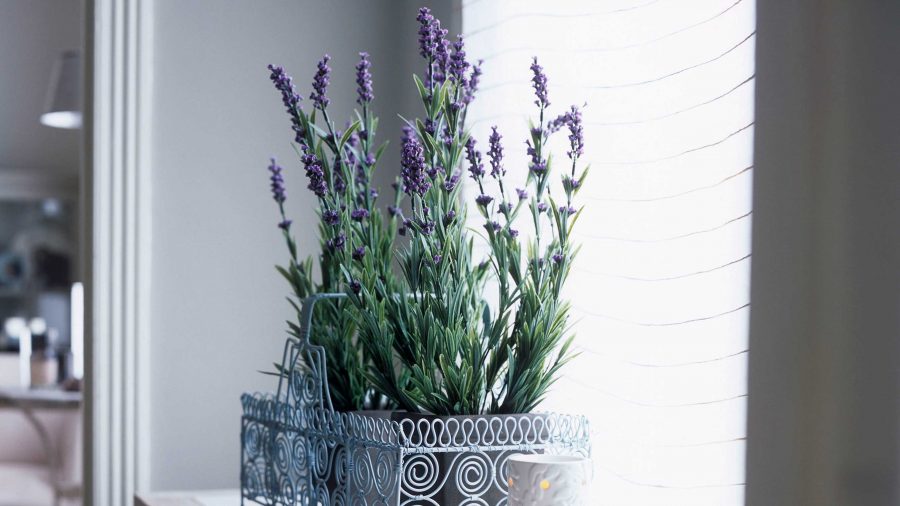 Menanam Bunga Lavender