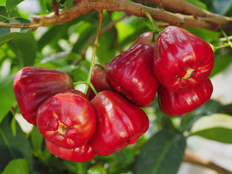 Menanam Jambu Air