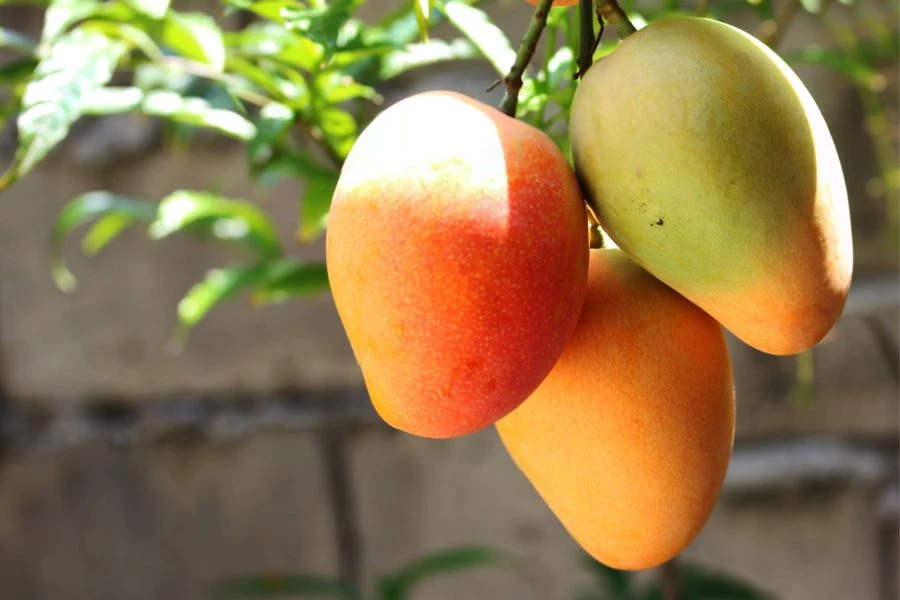 Menanam Mangga