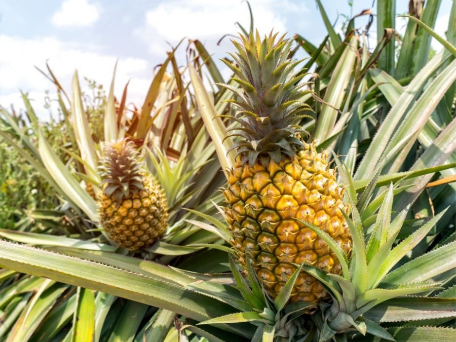 Menanam Nanas