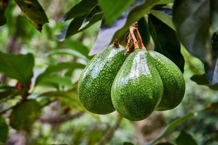 Menanam Pohon Alpukat