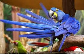 Tips Merawat Burung Beo, Foto: Pet Parrots 101