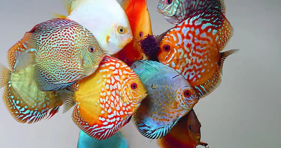 Merawat Ikan Discus