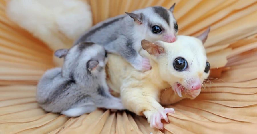 Merawat Sugar Glider