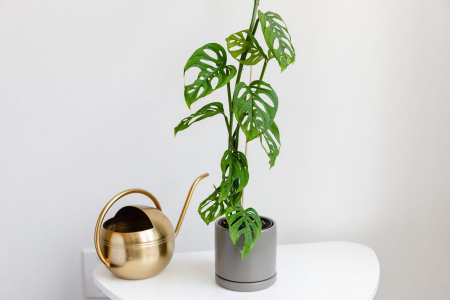 Monstera Obliqua