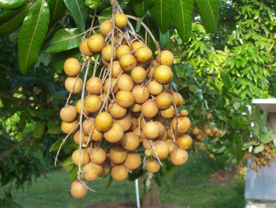 Pemangkasan Pohon Kelengkeng