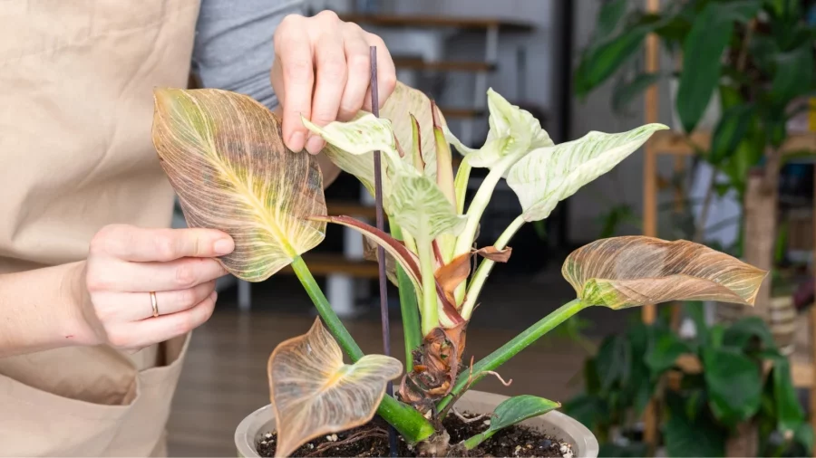 Philodendron