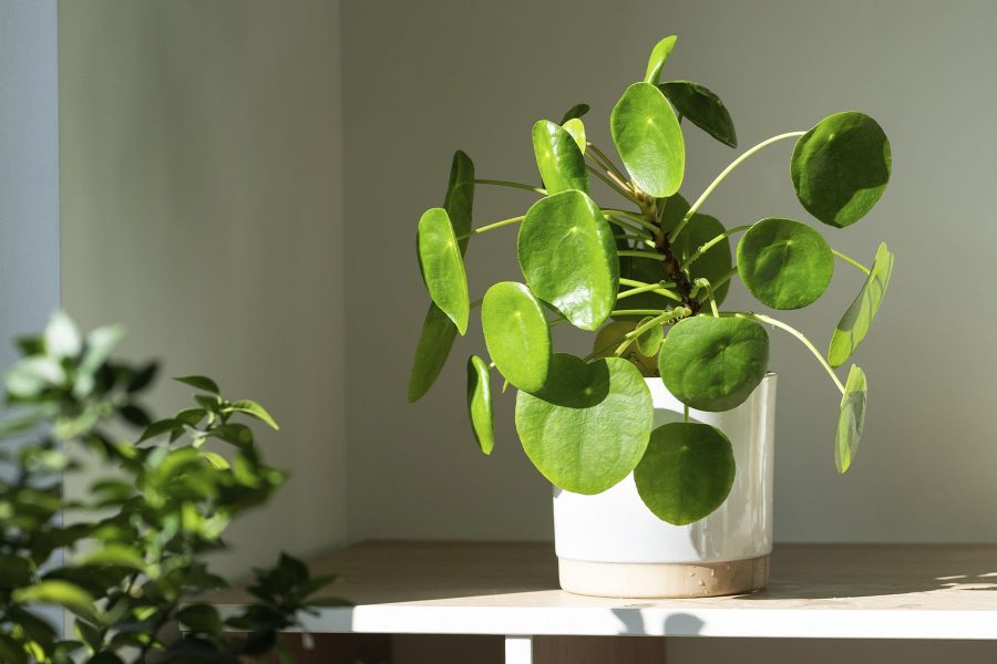 Pilea Peperomioides