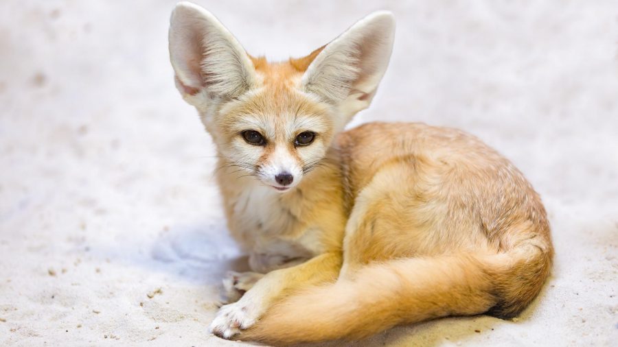 Rubah Fennec