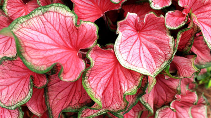 Tanaman Hias Caladium