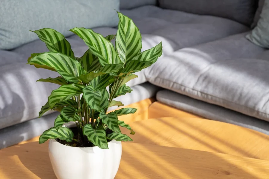Tanaman Hias Calathea