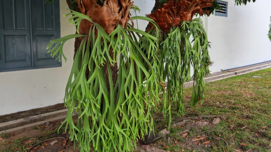 Tanaman Tanduk Rusa