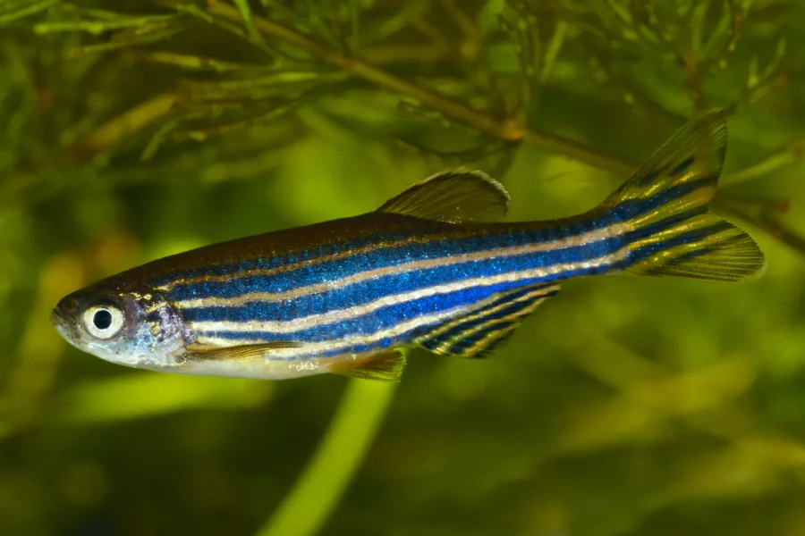 Zebra Danio Slayer