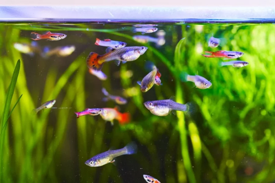 Ikan Guppy