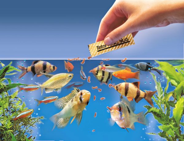 Ikan Hias Air Tawar