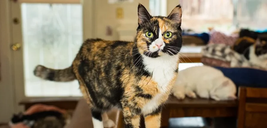 Kucing Calico