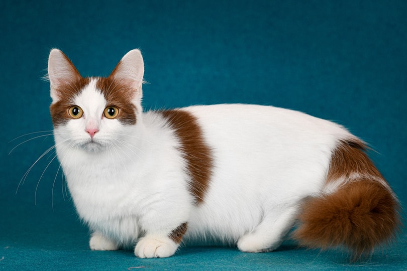 Kucing Munchkin
