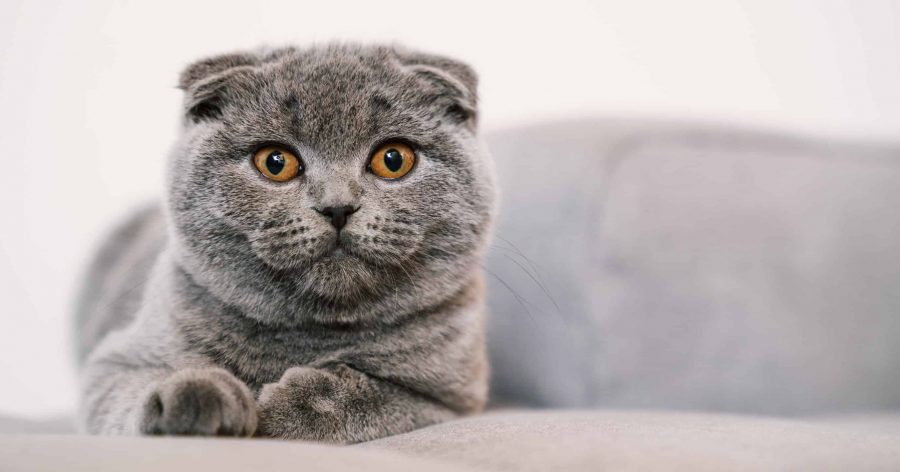 Kucing Scottish Fold