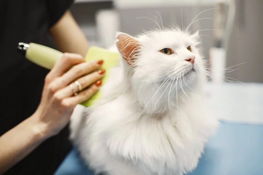 Merawat Kucing Putih
