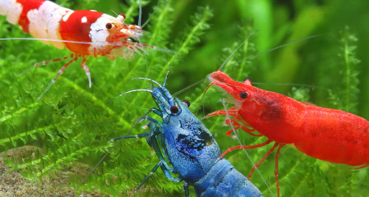 Udang Hias Air Tawar