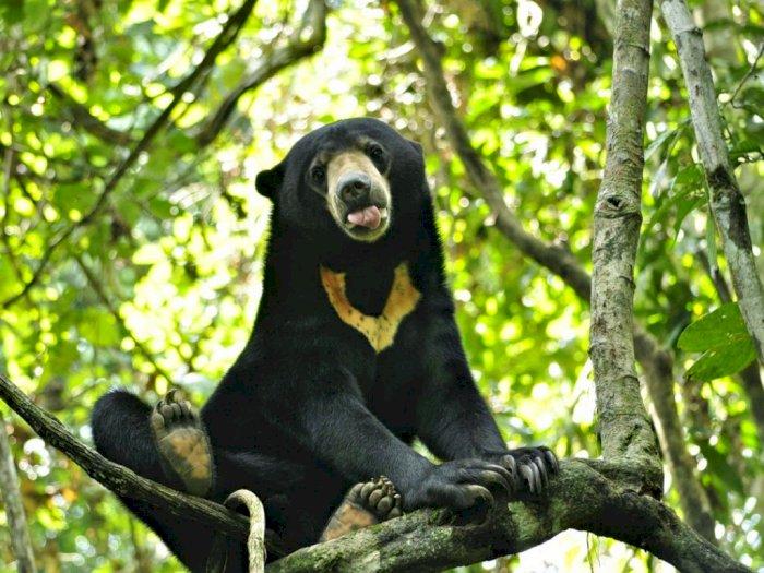Beruang Madu