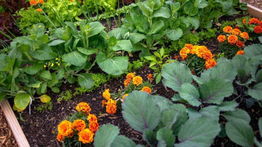 Companion Planting