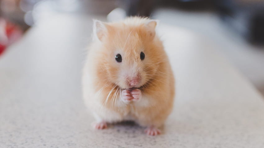 Hamster Lucu
