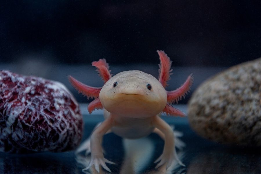 Kehidupan Axolotl