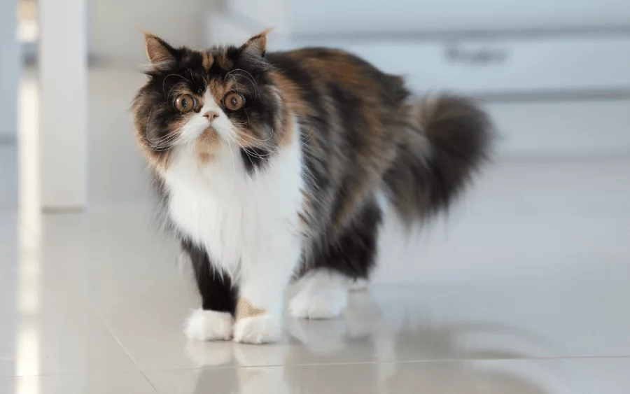 Kucing Persia