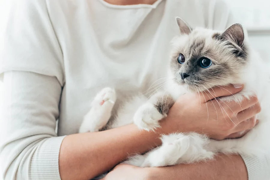 Kucing Suka Manja