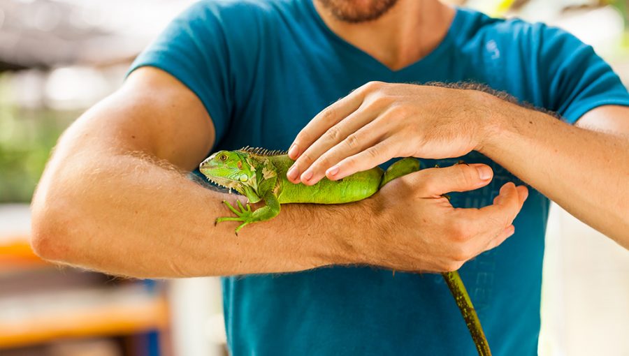 Merawat Iguana