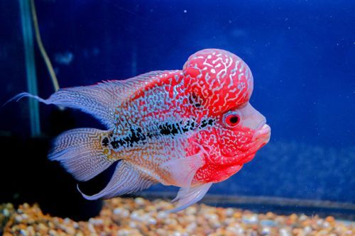 Merawat Ikan Lohan