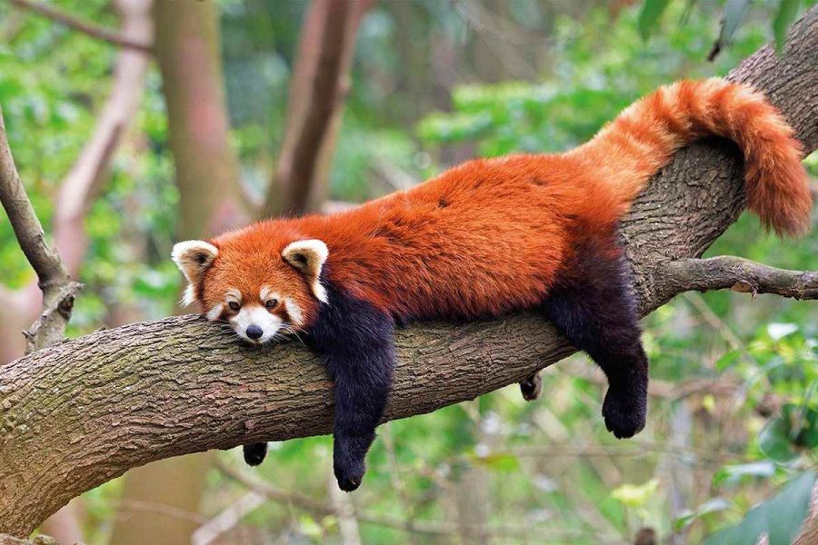 Panda Merah