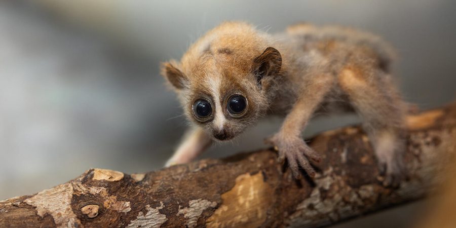 Slow Loris