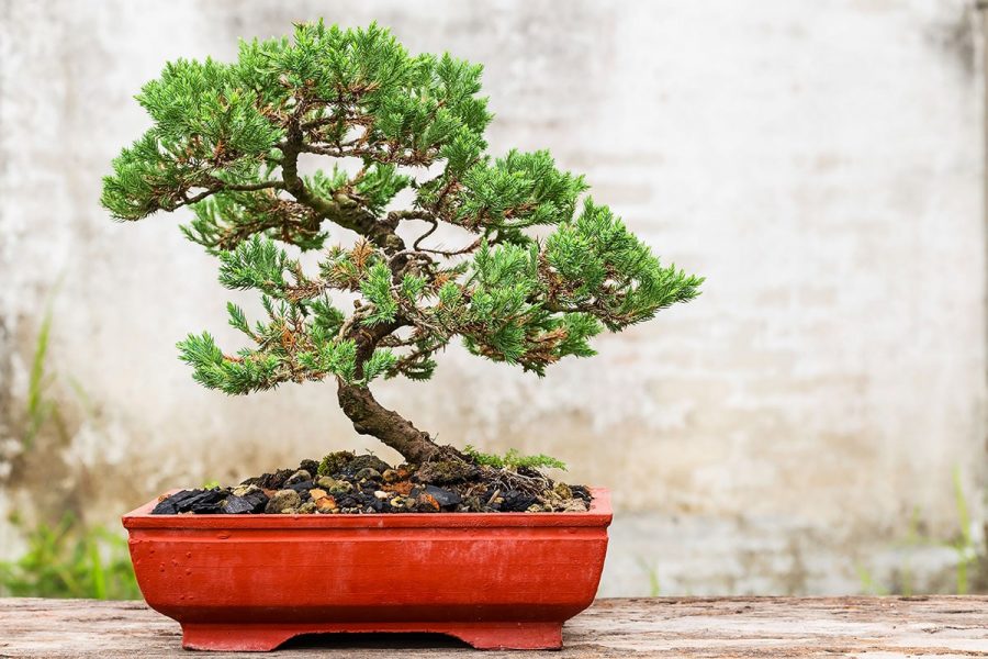 Tanaman Bonsai
