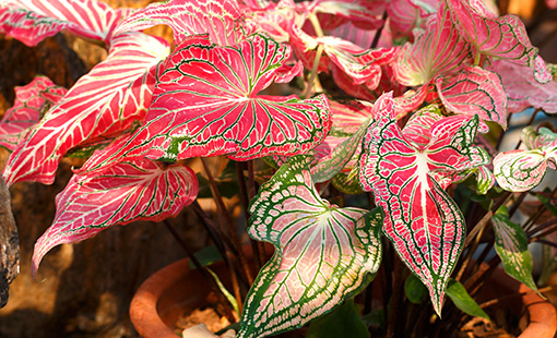 Tanaman Hias Caladium