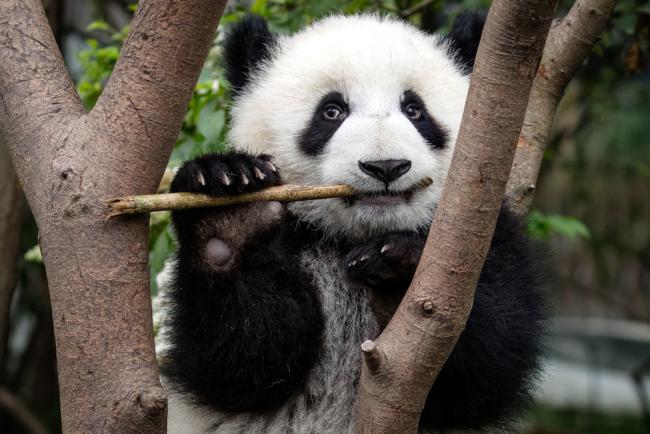 Tingkah Laku Panda
