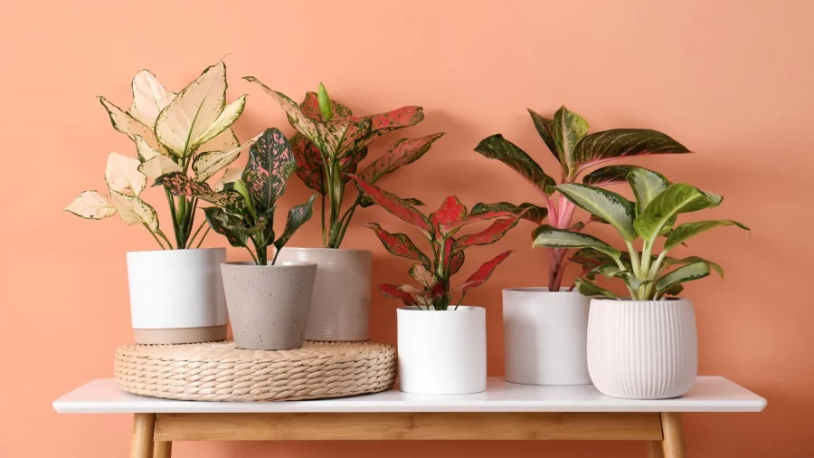 Aglaonema