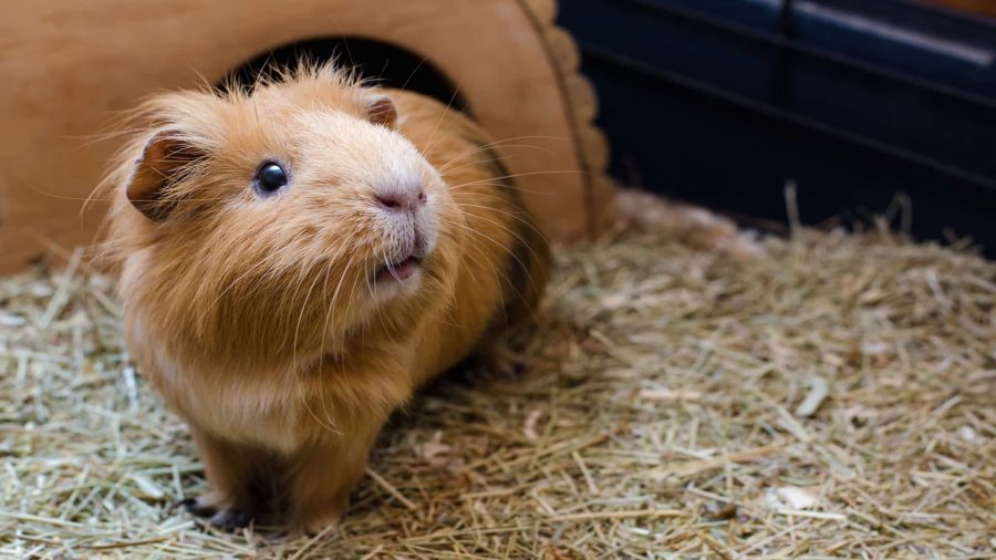 Guinea Pig