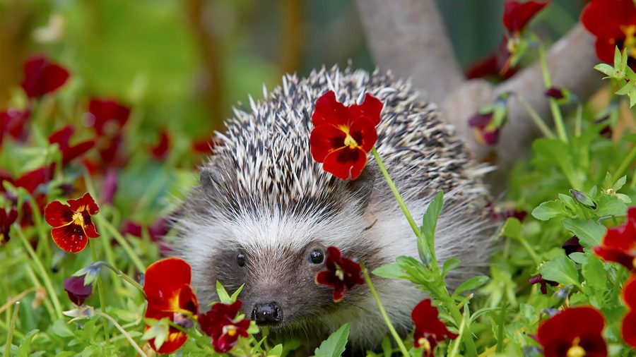 Hedgehog