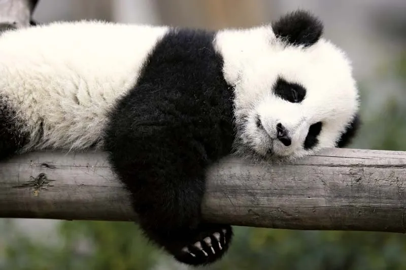 Hewan Panda