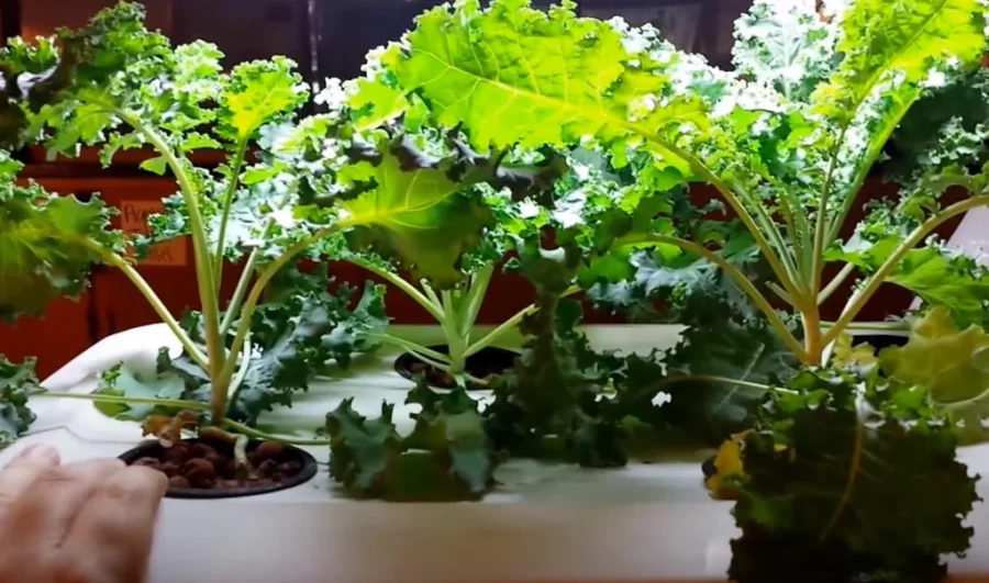Kale Organik