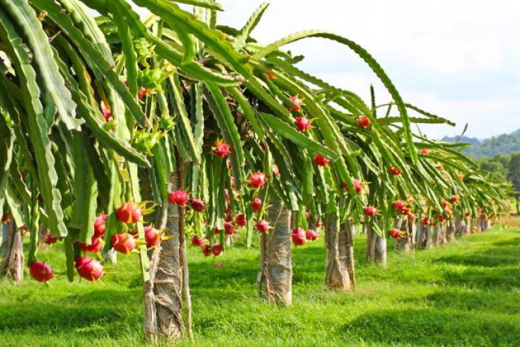 Kebun Buah Naga
