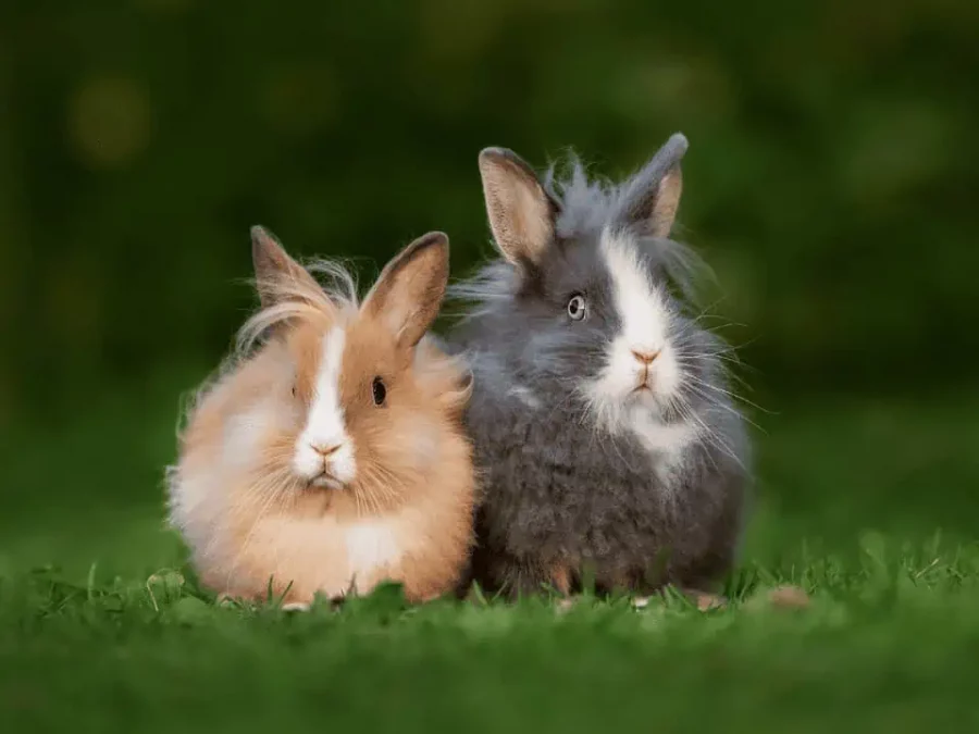 Kelinci Lionhead